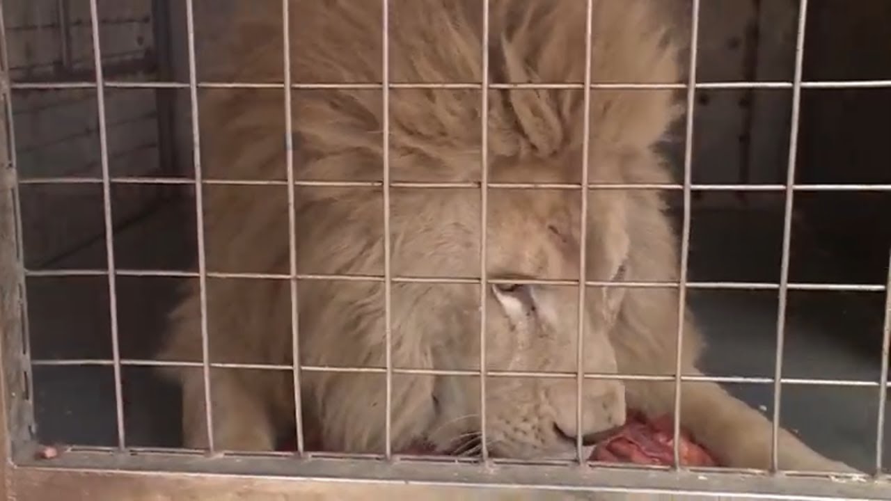 La galère des animaux de cirque