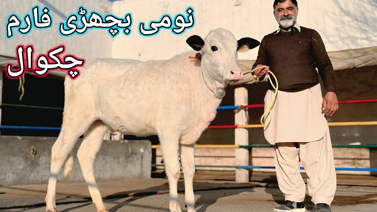 الحمدللہ 13 جانور اپنے نئے گھر کو روانہ | اللہ پاک نئے مالکوں کو نصیب کرے