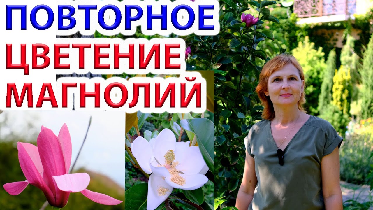 Магнолии. Повторное и Весеннее цветение. Сравнение красоты и полноты цветения весной и летом.