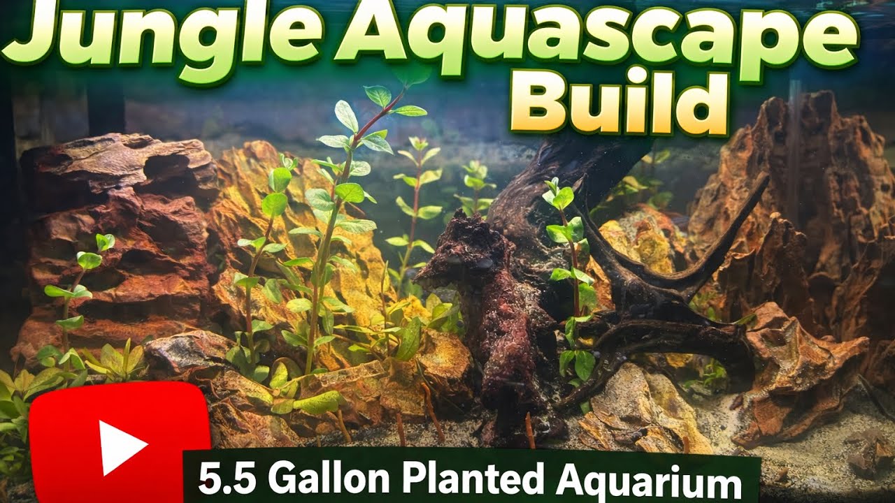 Jungle Aquascape Build | 5.5 Gallons Planted Aquarium
