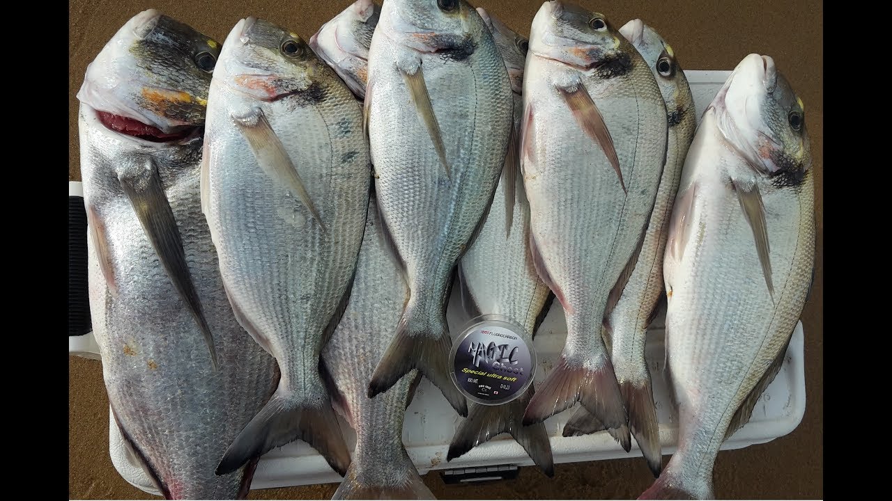 PESCA SURFCASTING LA DORADA CEBOS APAREJOS PLOMOS GAMETAS