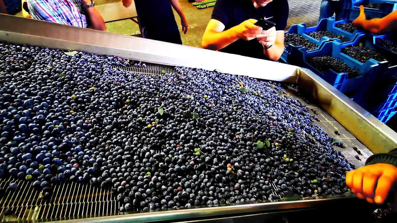 SORTING AND PACKAGING BLUEBERRIES AFTER KOKAN AIR HARVESTING - GERMANY 2019.