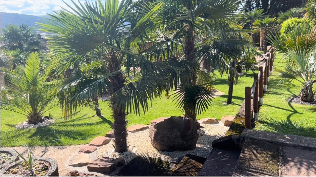 Was für Erfahrungen haben wir mit italienischen und spanischen  Hanfpalmen 🌴 gemacht….
