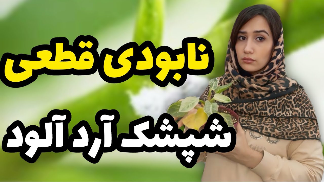نابودی قطعی شپشک آردآلود/ رایج ترین آفت حسن یوسف