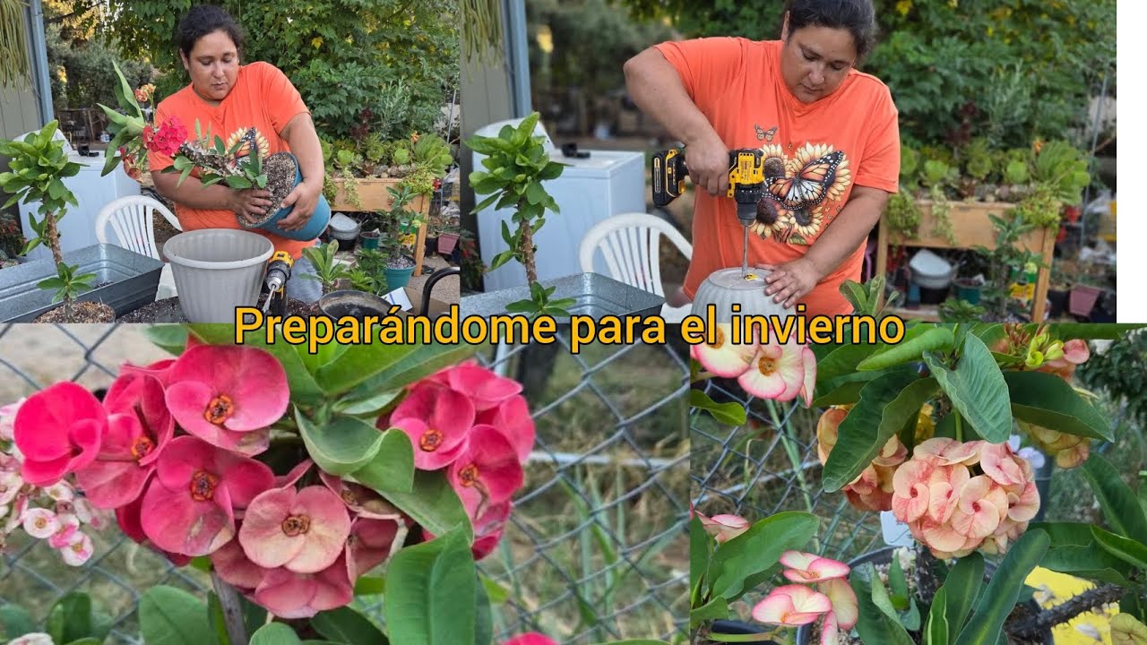 Trasplantando mis coronas de Cristo para prepararlas para el invierno