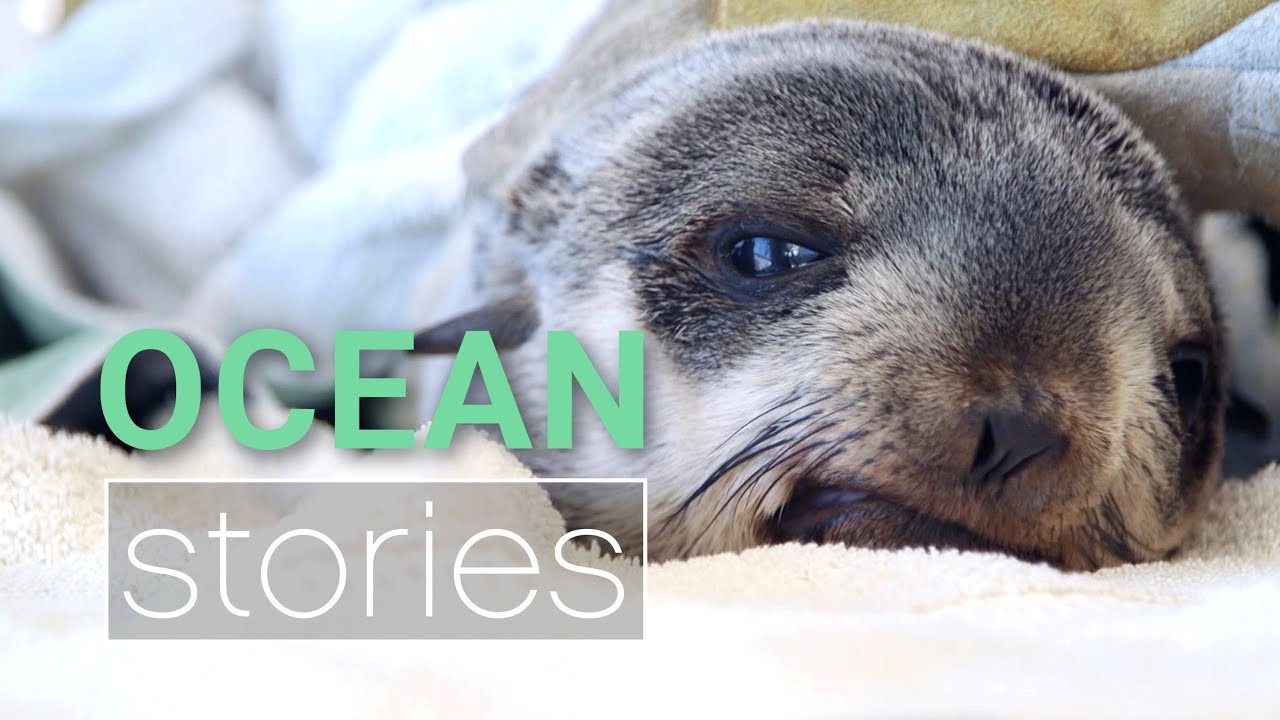 Northern fur seal rescue  | Ocean Stories