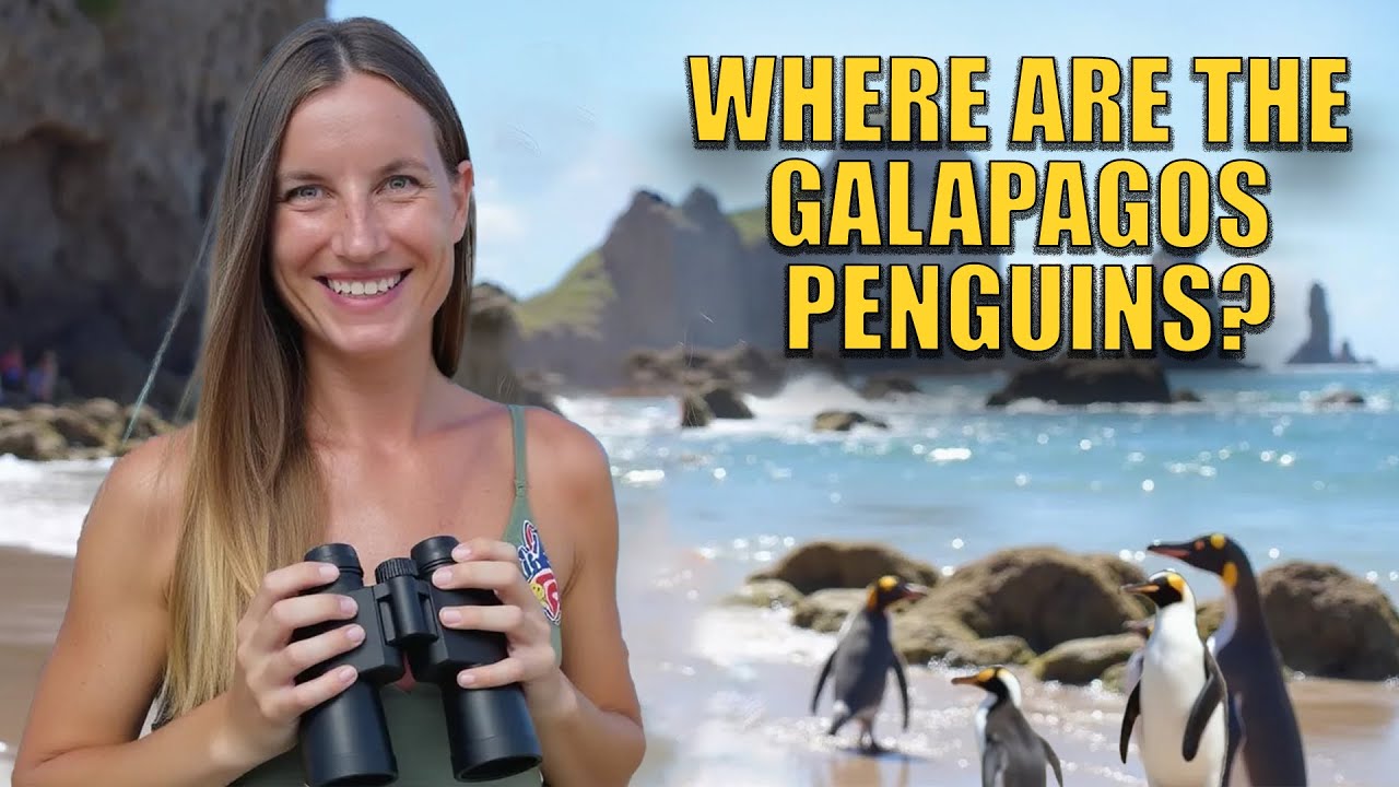 Searching for Galapagos Island Penguins on Island Isabela 🐧