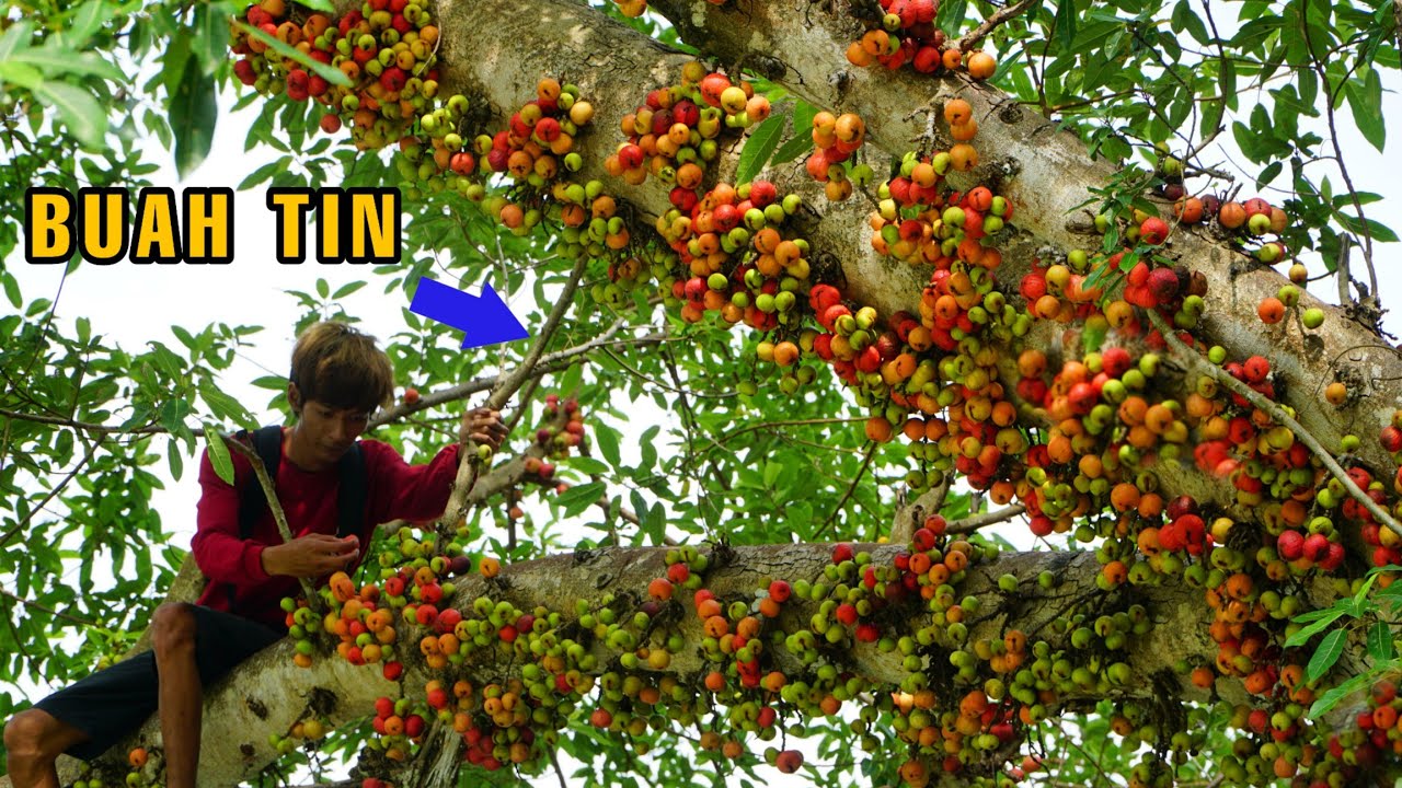 Tidak Sengaja Menemukan Buah Liar Ini Dipinggir Sungai || Auto Panen
