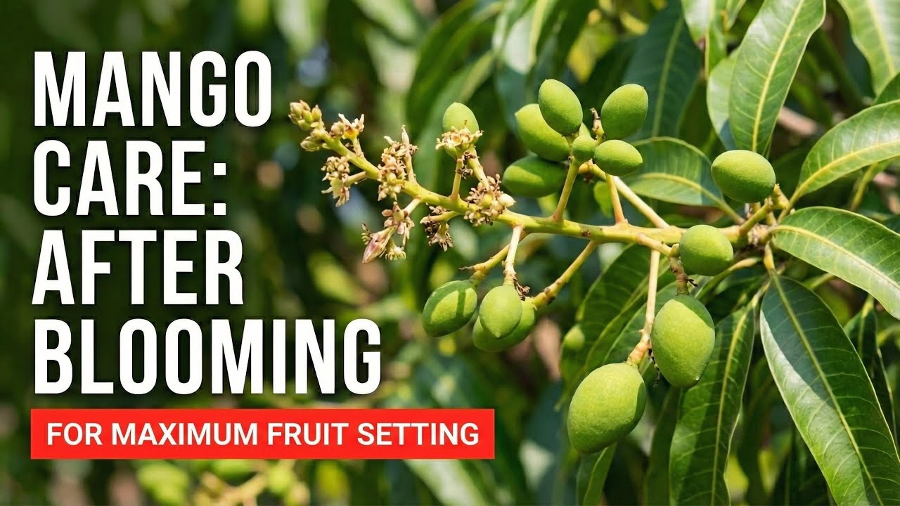 आम के फूल बचाओ, तभी फल मिलेगा | Mango Flower Care to Boost Fruit Setting Naturally
