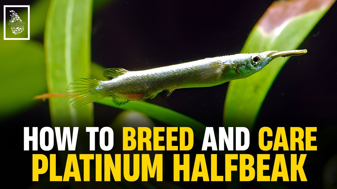 Expert Tips for Breeding Platinum Halfbeaks | Serendib Aquatics | Halfbeak Breeding & Caring Guide