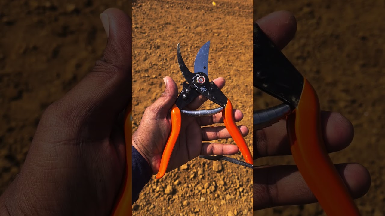 Falcon major secateur for pruning plants #farming #farmequipment #pruner