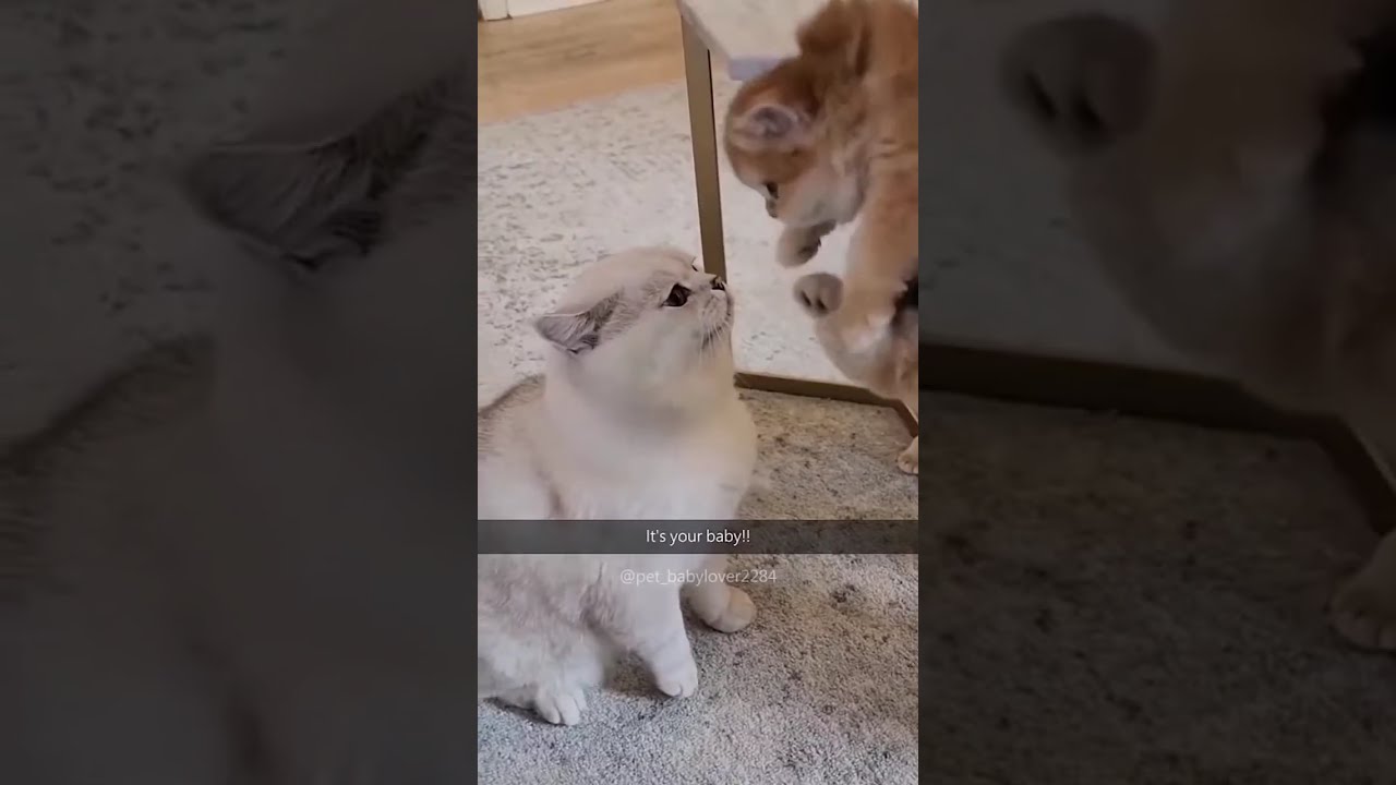 Cat Reflexes: Best of Cat Reaction Time and Fast Reflexes Compilation!