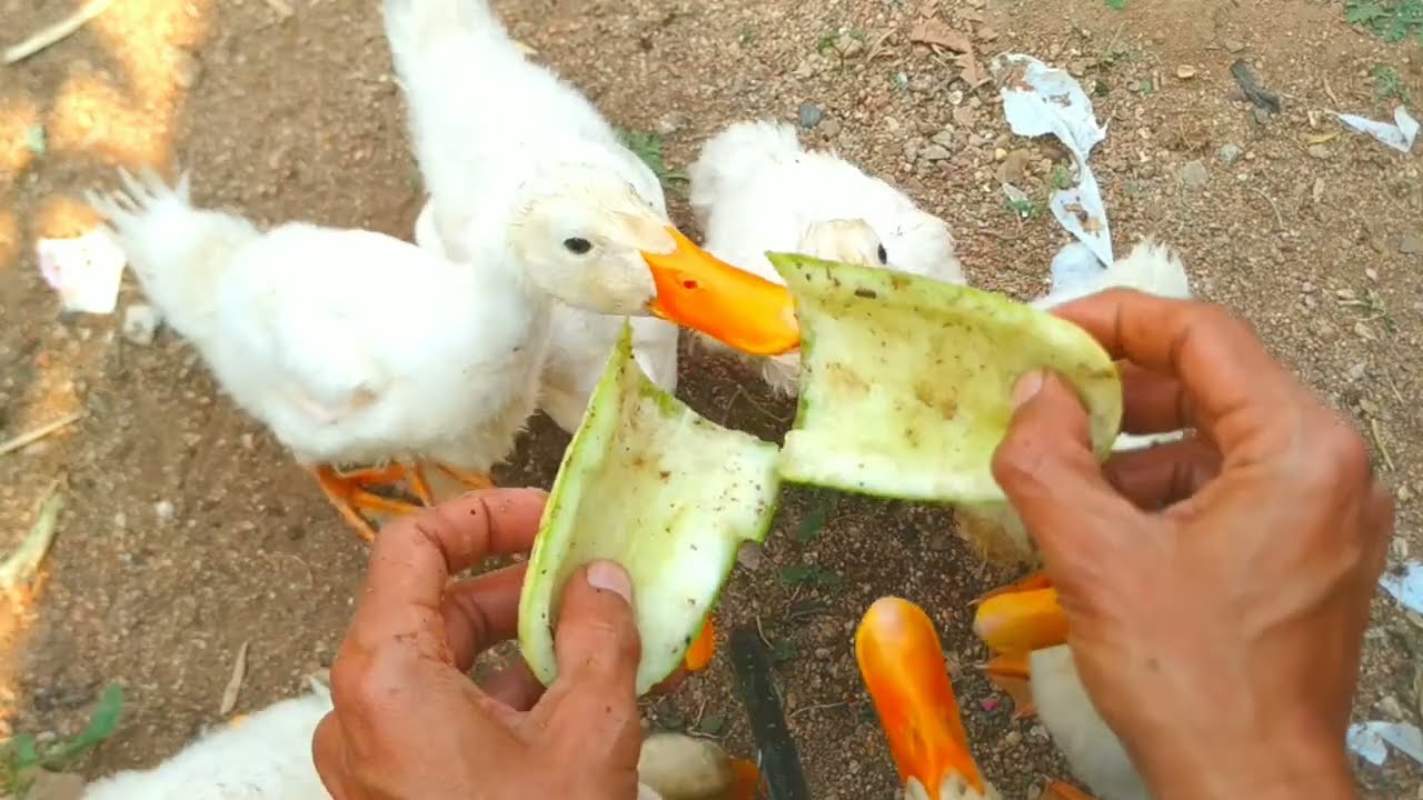 Daily Routine of Cute Ducklings 🐥 | From Morning to Night | Ducklings Life Series 