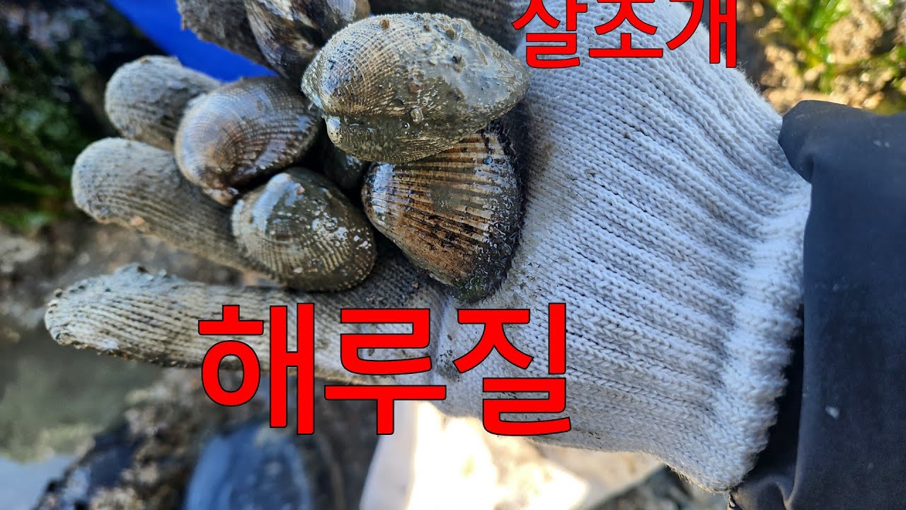 2026년 3월 19일~#해루질#산바짬낚해루질 # 살조개 #쭈꾸미 ~