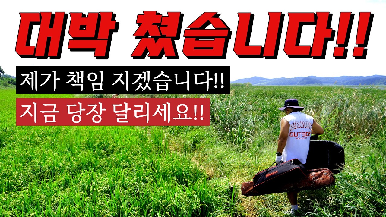 드디어 대박!! 기다렸던 그 포인트!! 부들밭 속에 들어가서 요새처럼 낚시하는곳!! 탱탱한 가을붕어들이 줄서서 나옵니다!! 바로 차에 시동 거세요!!