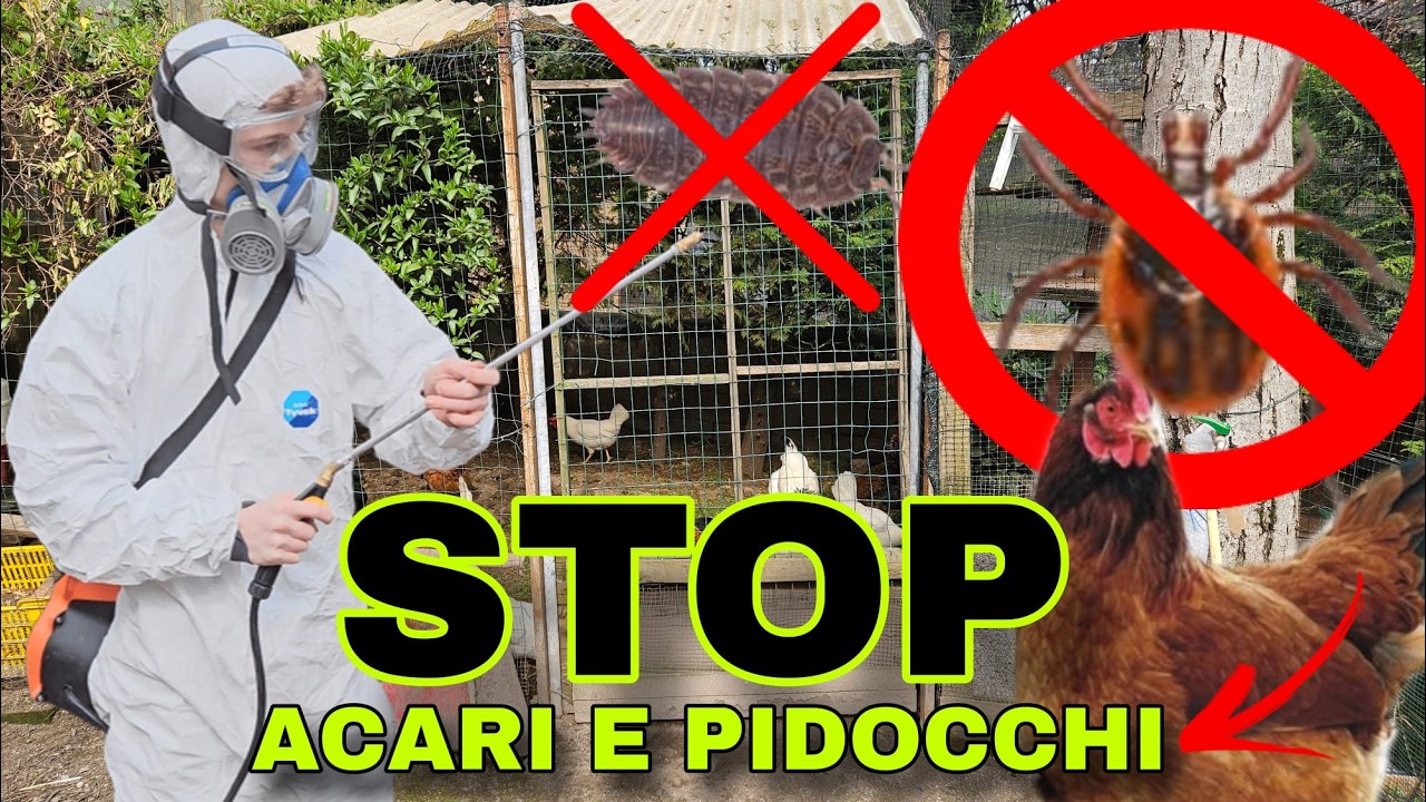 ACARI e PIDOCCHI nel POLLAIO: RIMEDI e CONSIGLI EFFICACI!