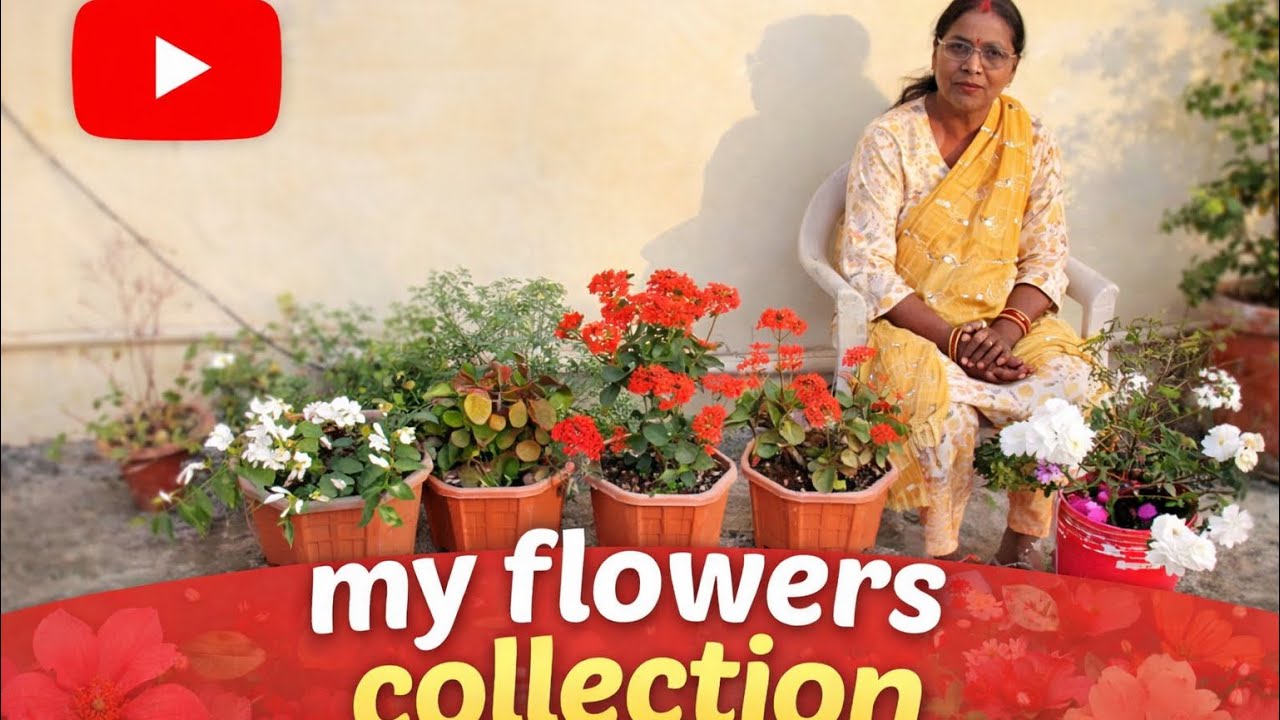 My flowers collection | plants jo apke garden ki khubsurati badhaye