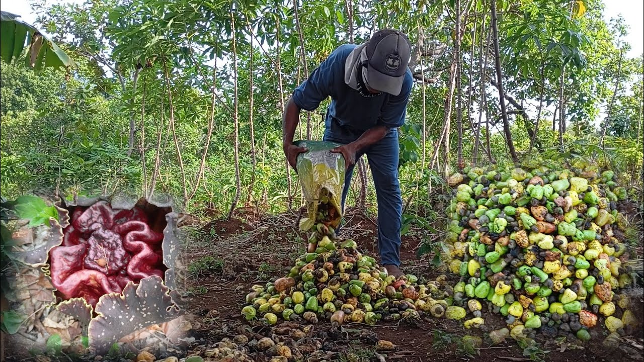 Beginilah Cara Petani Mengumpulkan Jambu Mete di Kebun
