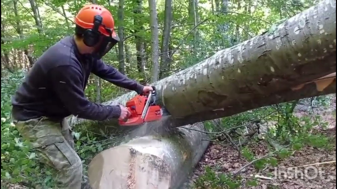 Κόψιμο οξιάς.