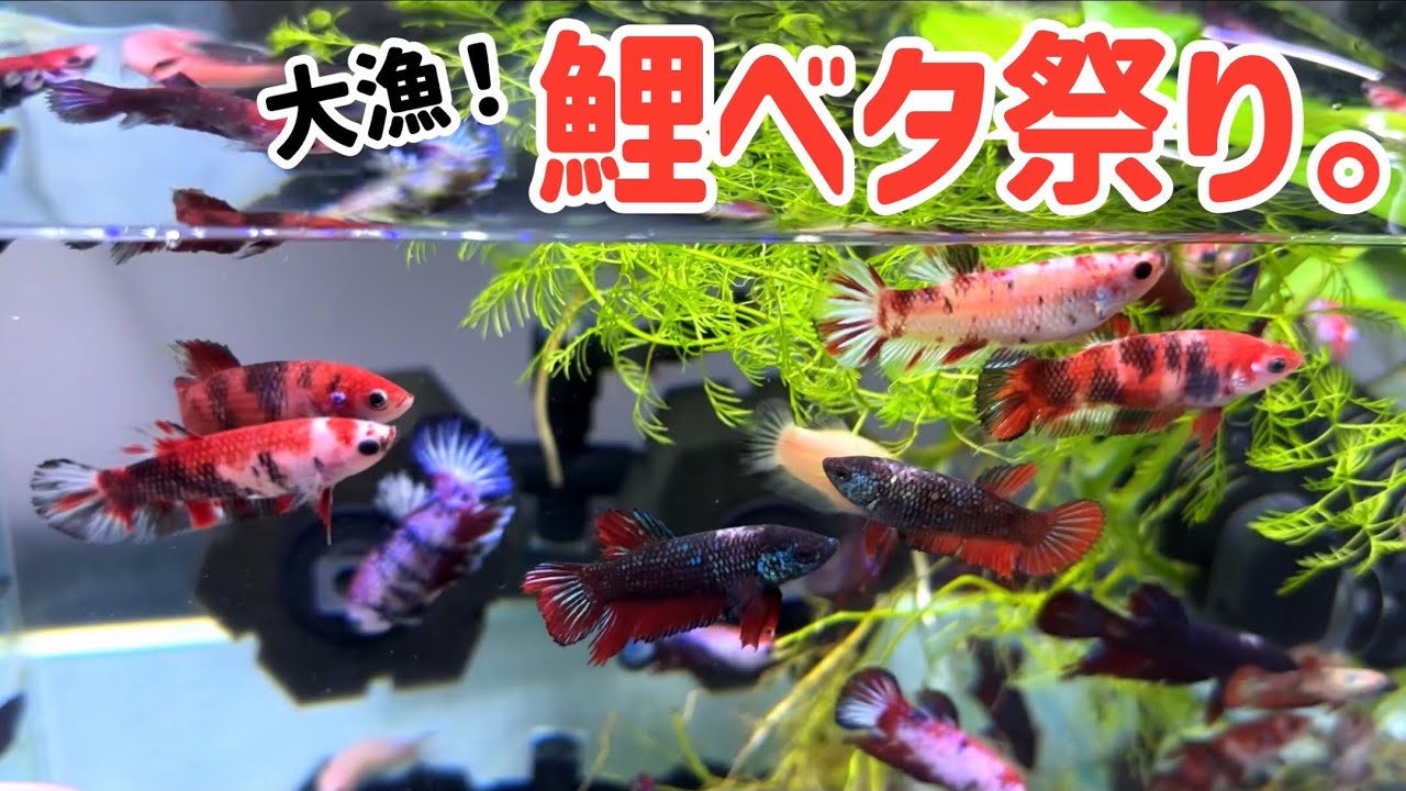 【後編】ついに‥ベタ稚魚達が「鯉カラー」へ姿を変える！🟥🤍⬛️有能！チョイスの「ダブルスポンジフィルター」を数ヶ月間使ってみた感想！