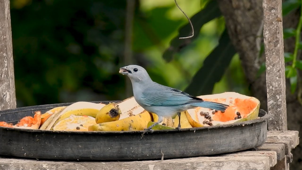 Sayaca Tanager: Beautiful Wild Bird Visiting the Backyard! (Thraupis sayaca), Sanhaço-cinzento.