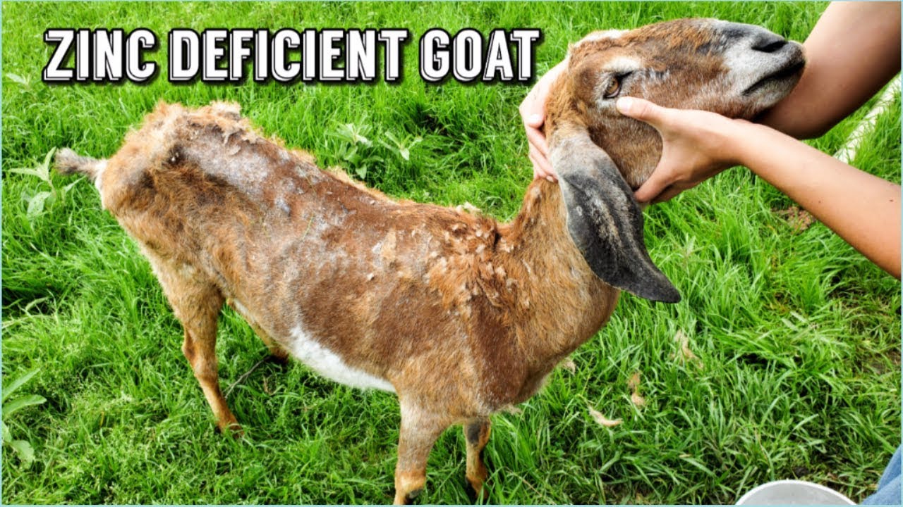 MY GOATS FUR IS FALLING OUT || ZINC DEFICIENCY