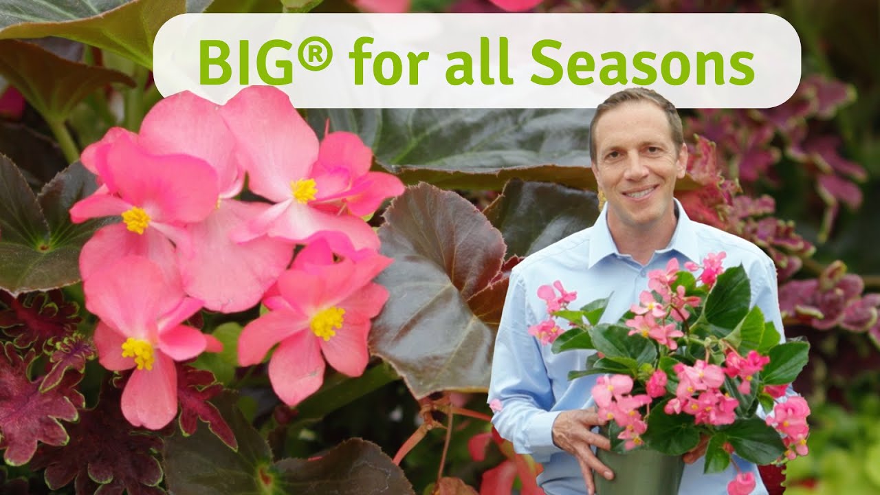BIG Begonia at CAST 2023