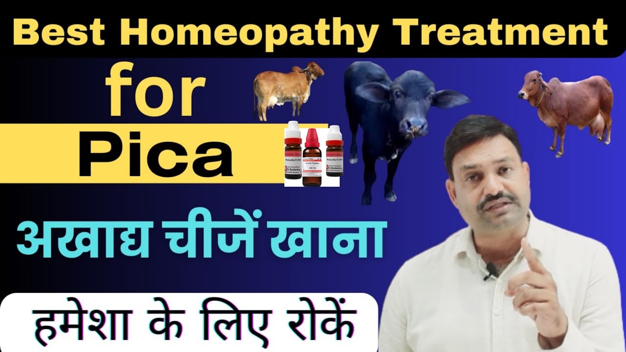 पशुओं को गंदी चीजें खाना छुड़वाएँ Pica Homeopathy 👉🏻Pica in Cattle by Ramawat vet gyan