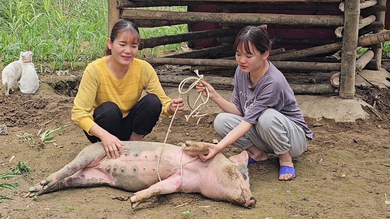 The pig damaged the barn.  The daughter returned the pig to her mother. ( Ep 245 ).