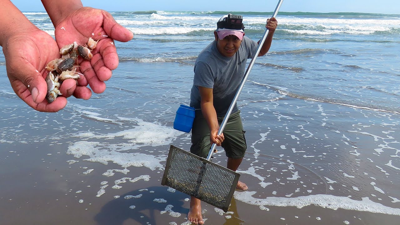 HERRAMIENTA PARA SACAR PULGAS DE ARENA MUY MUY - cebo de pesca - Sand Fleas