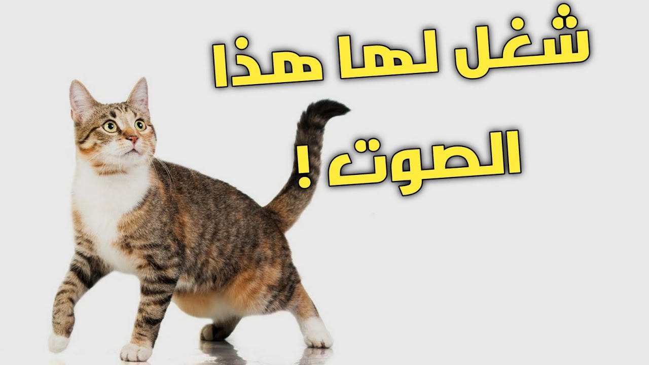 أصوات تجذب قطتك وتجعلها تبحث عن مصدر الصوت !