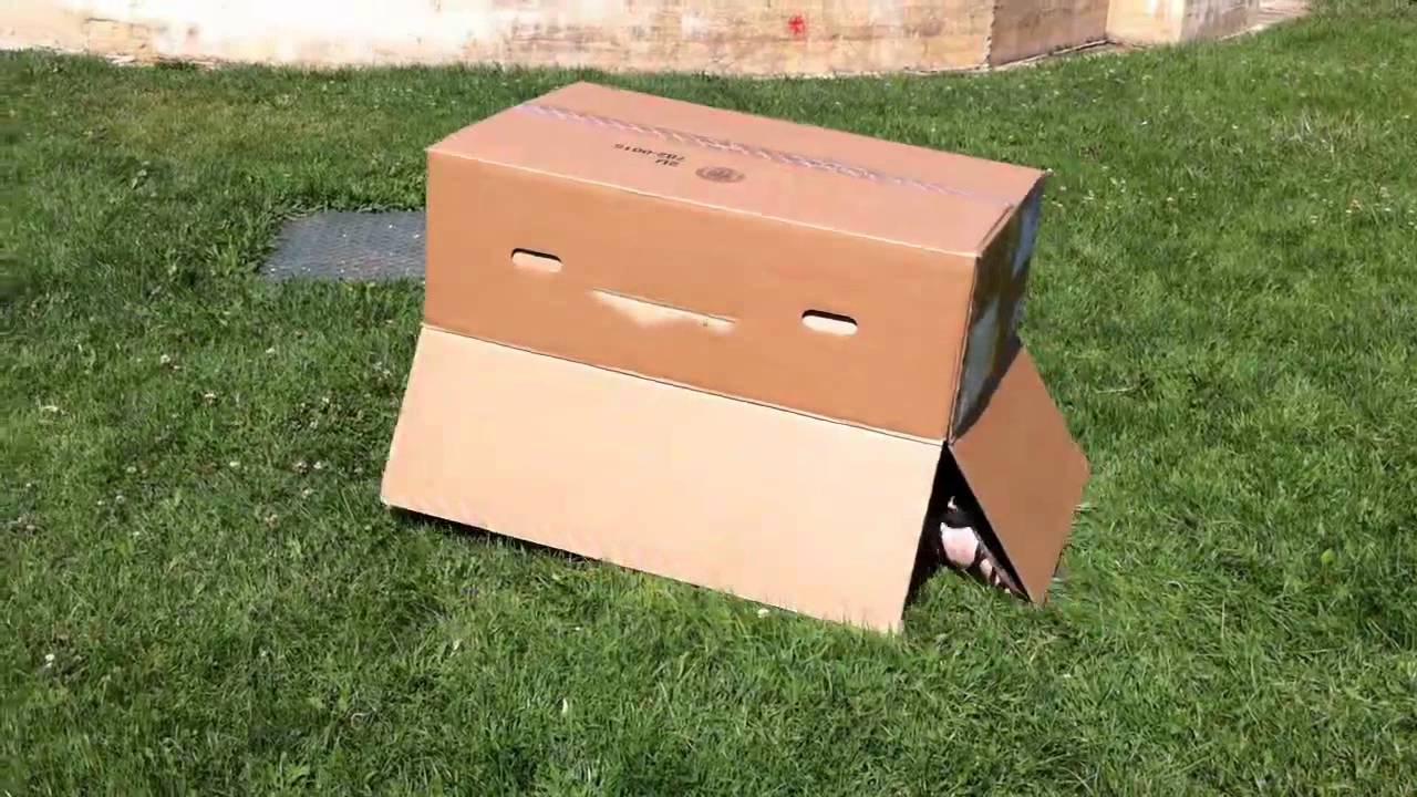 Haciendo la tortuga