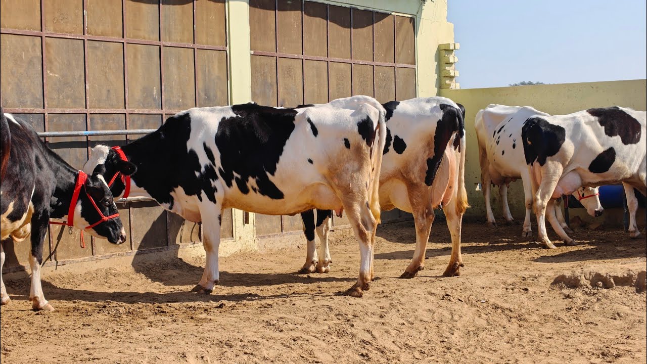 18 ਗਾਵਾਂ ਪ੍ਰਦੀਪ ਲੋਹਾਖੇੜਾ ਵਾਲੇ ਕੋਲ ਵਿਕਾਊ, 18 Cows for sale 