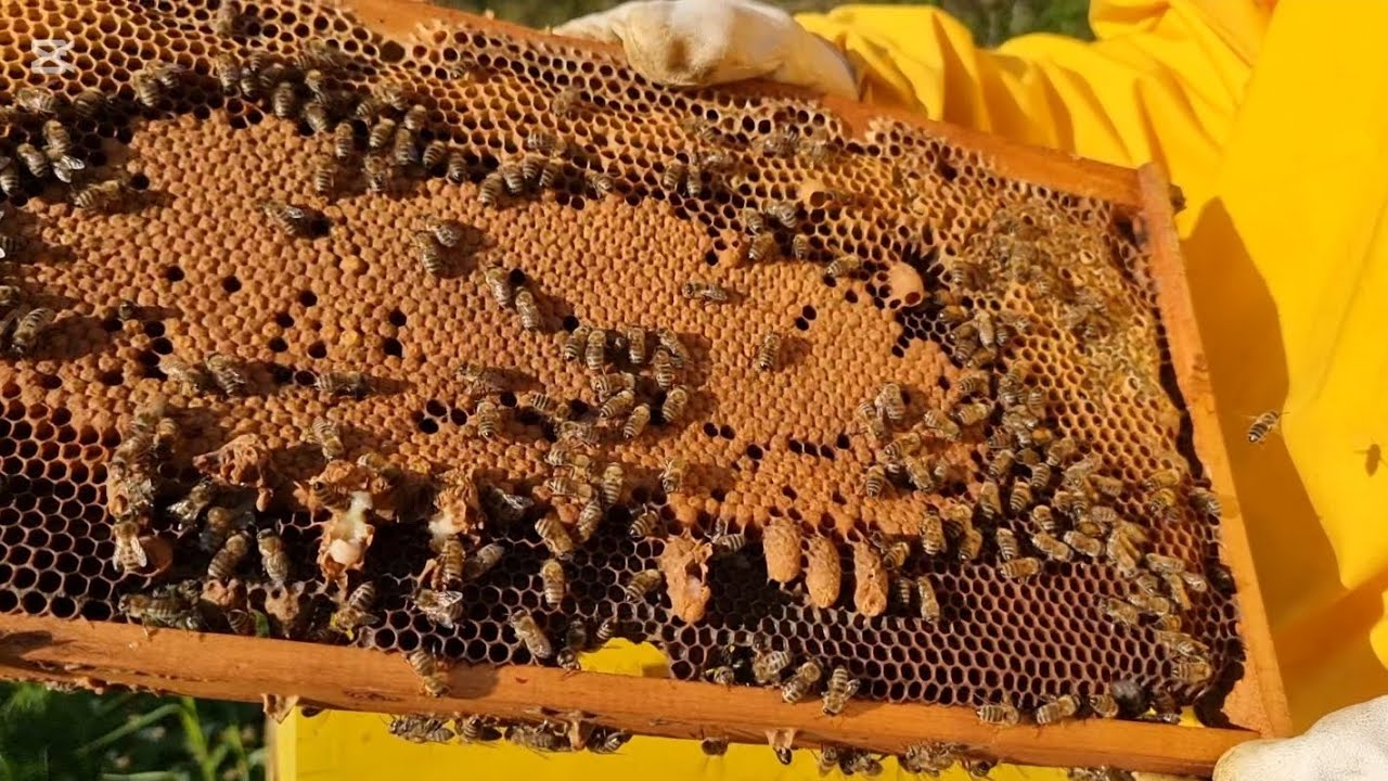 MATIČNJACI! Da li je se ova košnica izrojila Pčelarstvo 2025