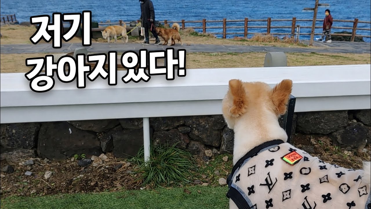 제주 오션뷰 애견동반 카페 외도339 🌊 바다 앞 산책로 + 강아지 운동장