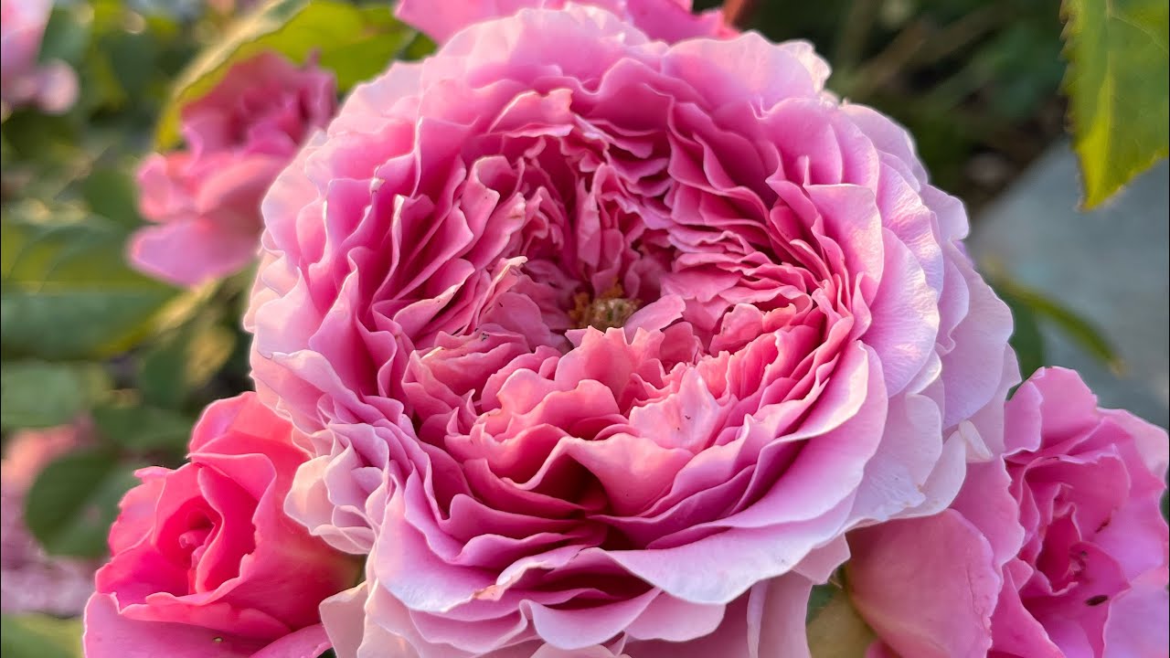 First flower of my dear roses 2023 || 17 rose varieties