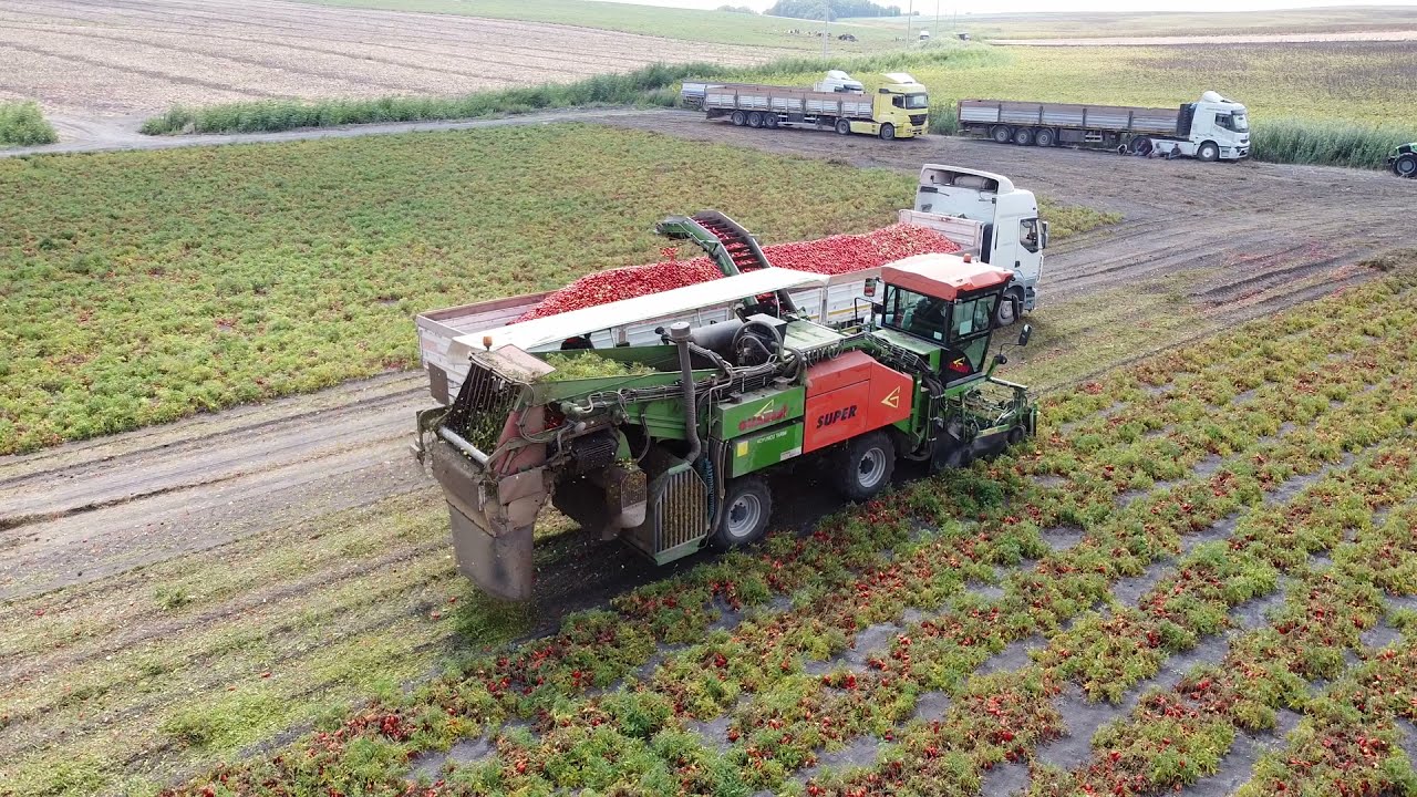 Tomato harvest Guaresi Super