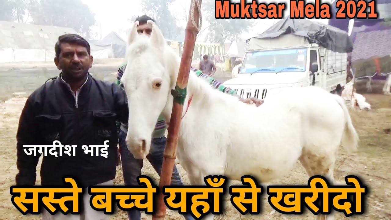 जगदीश भाई के पास मिलेंगे सस्ते और अच्छे बच्चे | Muktsar Mela!!Maghi Mela