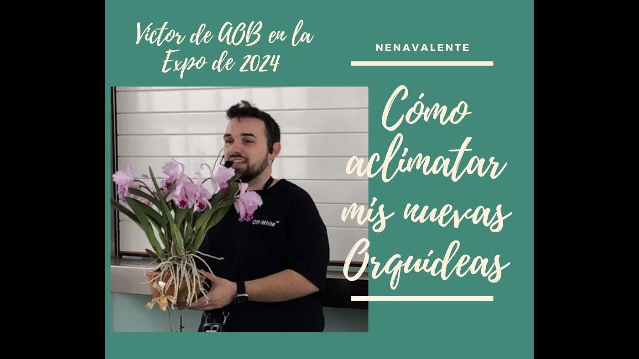 Cómo aclimatar Orquídeas nuevas a nuestra casa.
