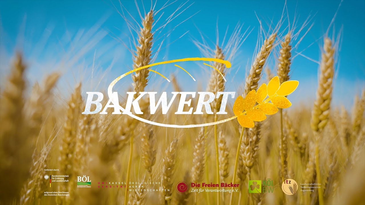 Populationsweizen - Mehr Vielfalt vom Acker bis zur Ladentheke mit dem BAKWERT-Projekt!