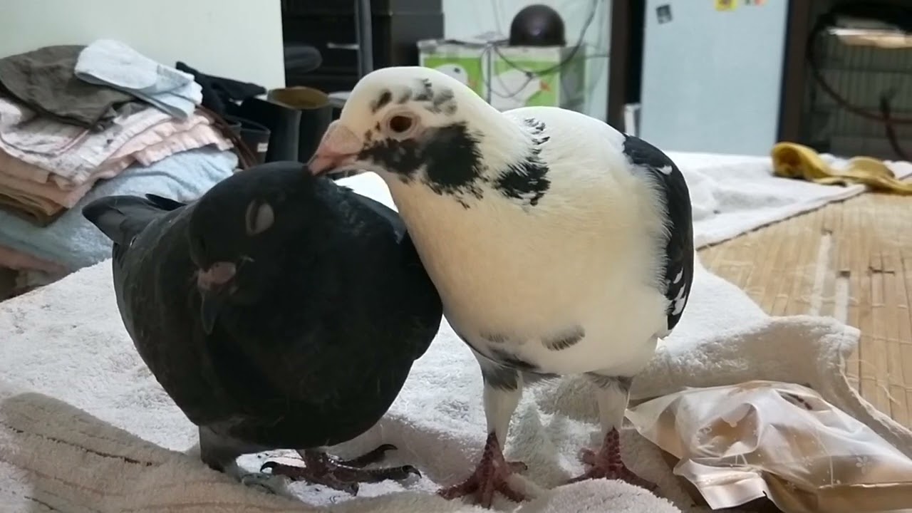 父親對子女的愛