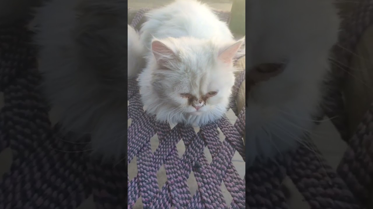 feeling#ill#😭😭poor#catii