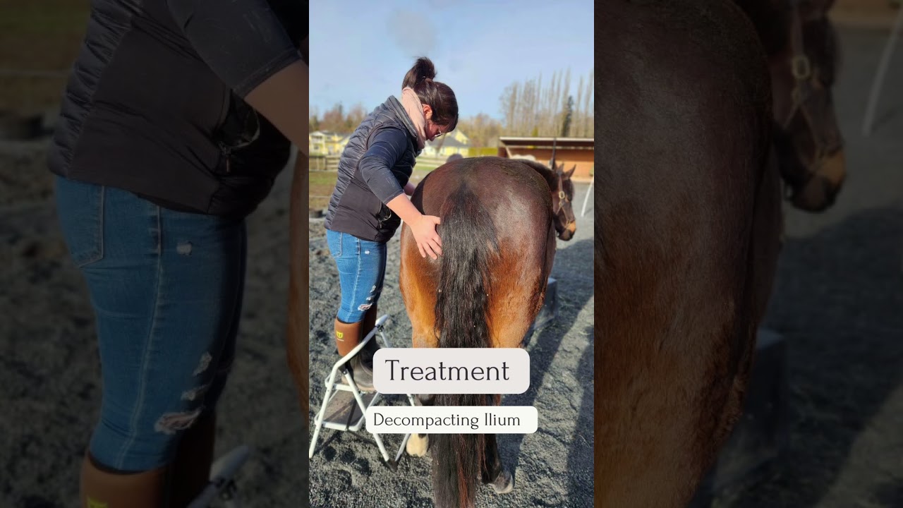 Session Highlights Equine Osteopathy