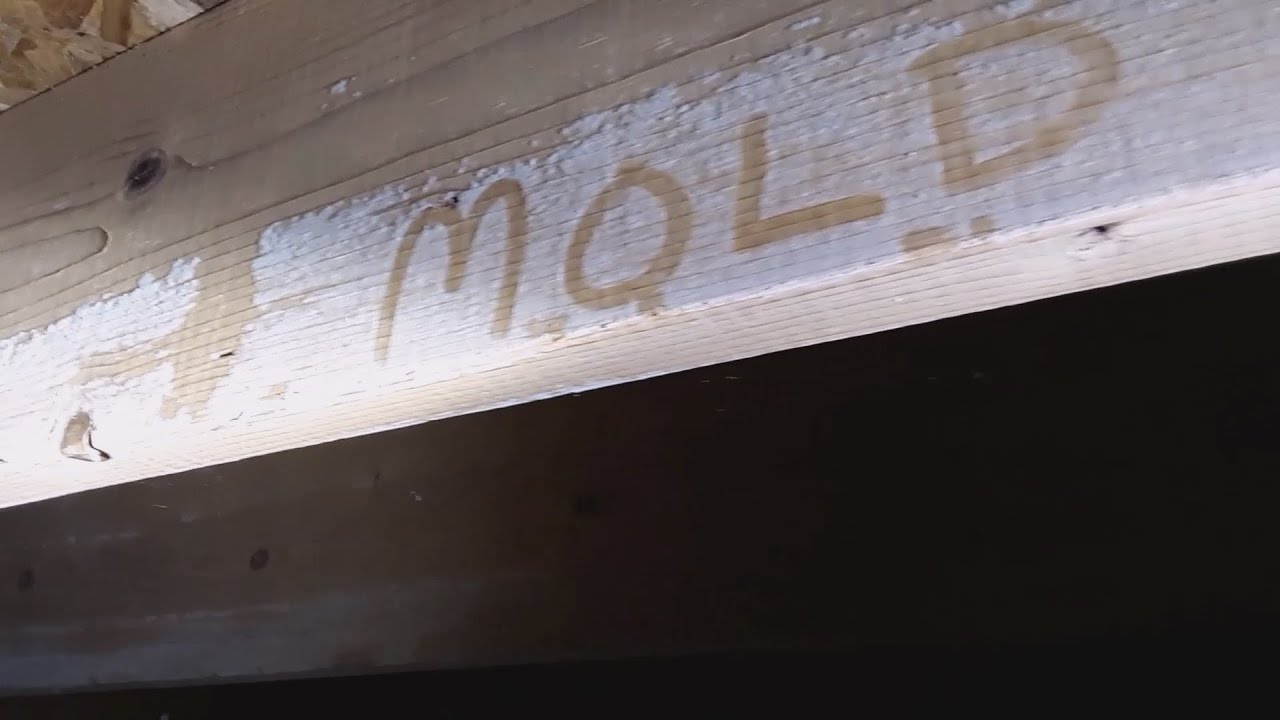 🦠How to look for WHITE #mold on structural framing! That includes cold air returns..🤢🤮#ductcleaning