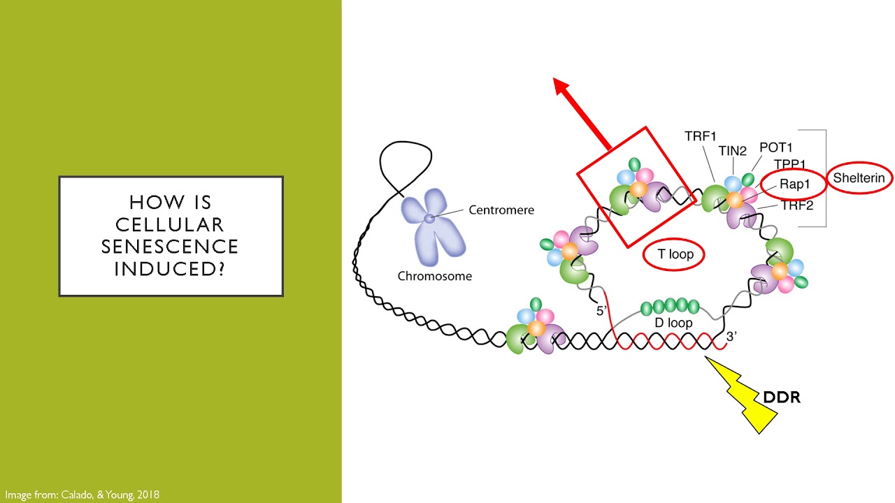 The Role of Rap1 in Cellular Senescence