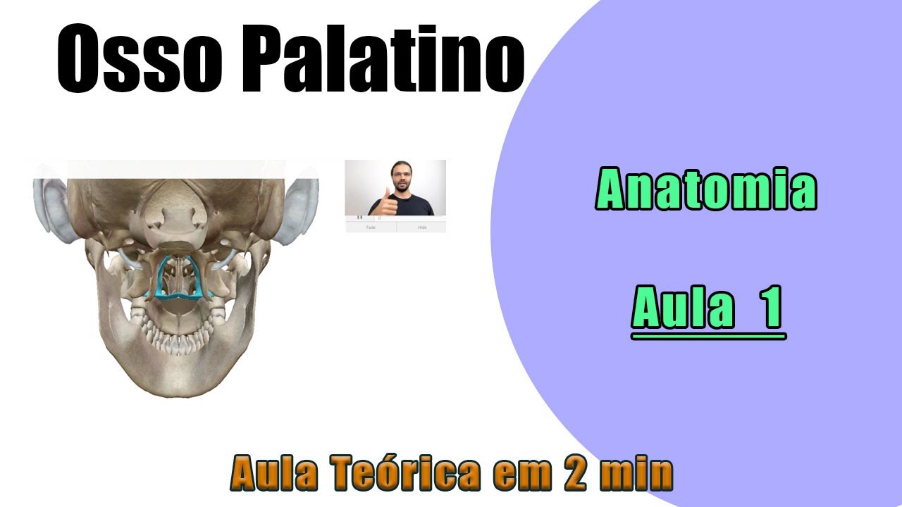 Osso Palatino - Teórica Aula 1 - Anatomia - Anatomia Humana
