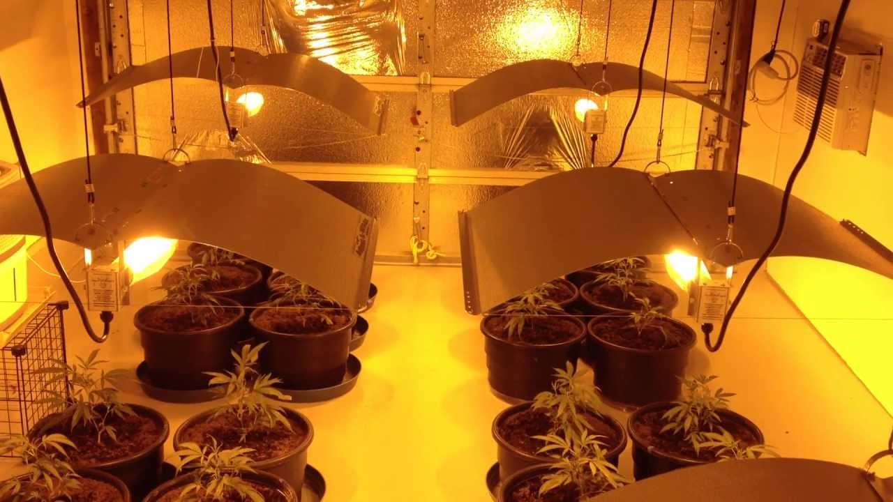Site M - Green Crack Cannabis Grow - Part 1