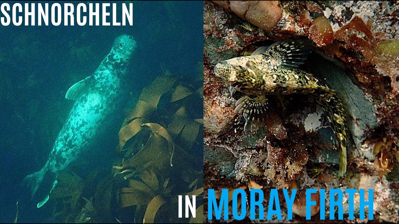 Zutraulicher Seehund in Moray Firth | Schnorcheln in Schottland