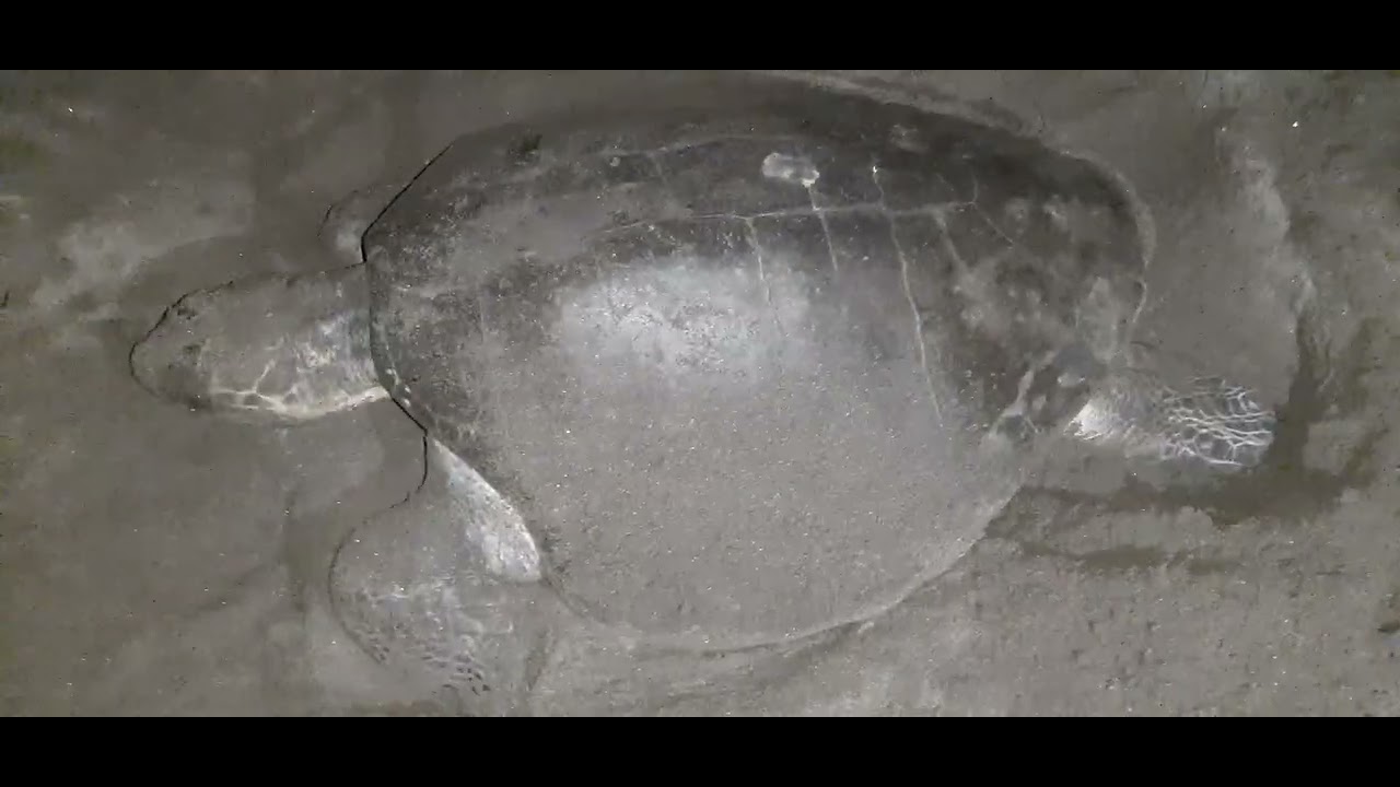Tortuga marina desovando en la orilla de la playa 