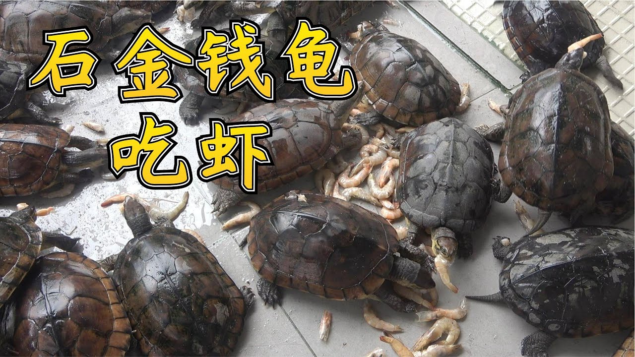 【老林赶野】老林买5斤虾喂乌龟，石金钱龟抢着吃，好可爱